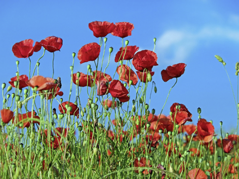 Bu gün 33 dərəcə isti olacaq