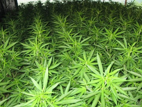 Lerikdə meşədə narkotik yetişdirən şəxs saxlanıldı