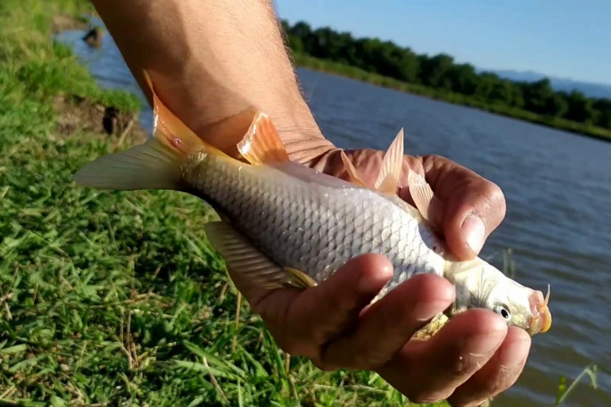 48 ədəd balıq tutdu - 6 aylıq HƏBS EDİLDİ