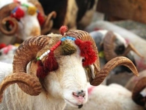 Kreditlə qurban kəsənlərə çağırış - Belə şey etməyin!