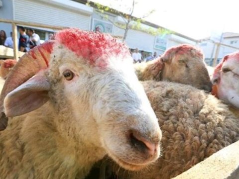 Müştərilər qiymətdən, satıcılar isə alıcı azlığından şikayətçidir -&nbsp;Qurbanlıq heyvanlar bahalaşdı