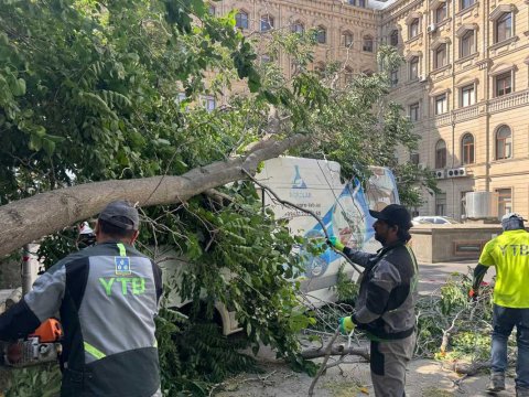 Külək Bakıda 37 ağacı sındırıb - FOTO