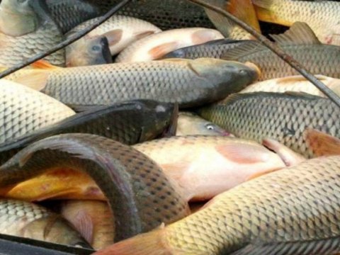 Bakıda balıqlar kütləvi tələf oldu: Araşdırma BAŞLADI