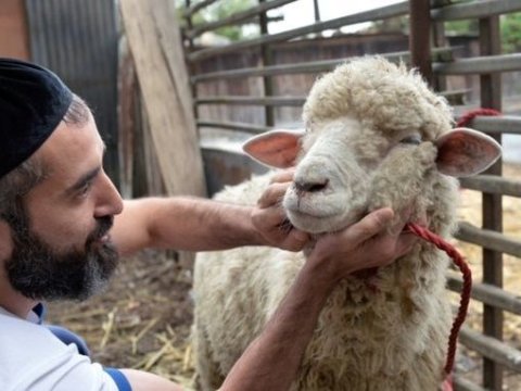 Qurban ibadəti "Quran"da yoxdur - Azərbaycanda qadağan edilə bilər - İlahiyyatçı