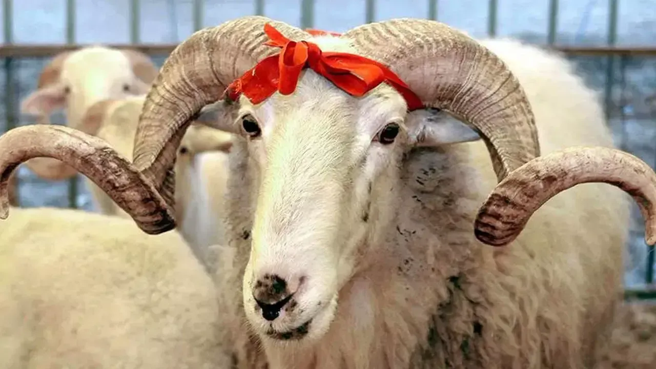 Qurban bayramınız mübarək!