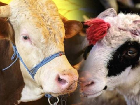 Müsəlman ölkələrində Qurban bayramı necə qeyd edilir... - ADƏTLƏR 