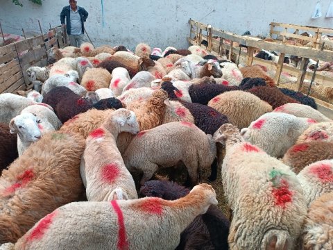 Paytaxtda qurbanlıq heyvanları bu qiymətə SATIRLAR