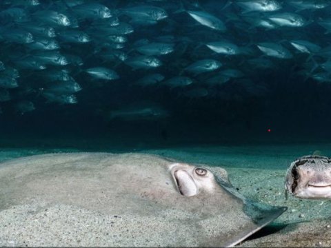 Dünya okeanı dərin böhran içindədir - BMT
