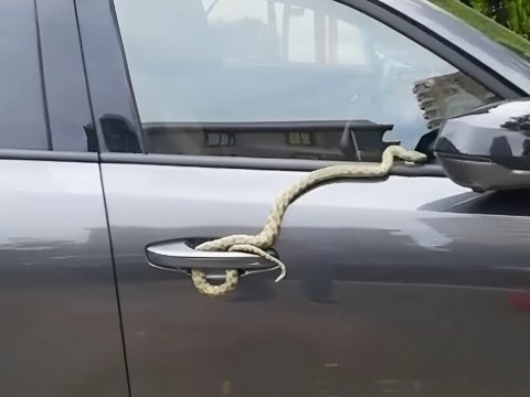 Bakıdan Bərdəyə qədər ilanla yol yoldaşı oldular - VİDEO