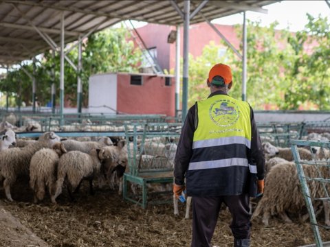 Bu ölkədə Qurban kəsmək qadağan edildi