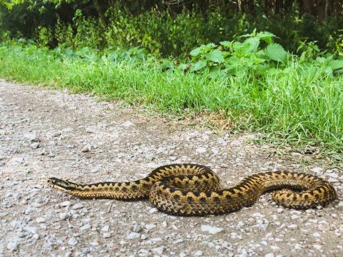 Bakıda ilanlar çoxalıb - Səbəb AÇIQLANDI