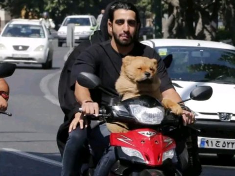 İranda it gəzdirmək cinayət hesab ediləcək &ndash; Yeni qadağalar