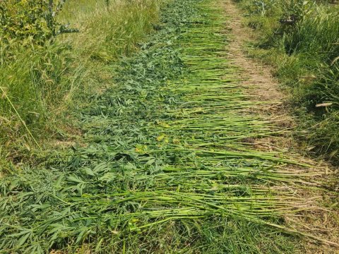 6 ton çətənə bitkisi məhv edildi