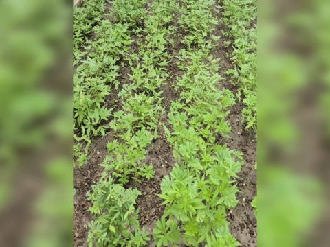 Narkotik yetişdirən şəxs saxlanıldı