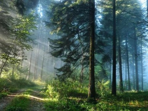 Bu il azad olunmuş rayonlarda 240 hektar meşə bərpa olunacaq