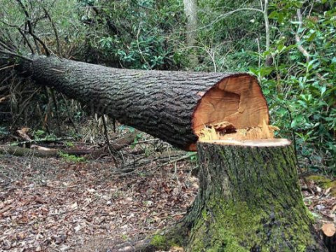 Təbiətə 30 mindən çox ziyan dəyib