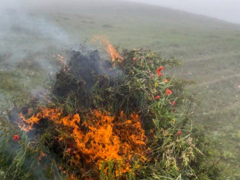 Lerikdə 4 ton çətənə kolu YANDIRILDI