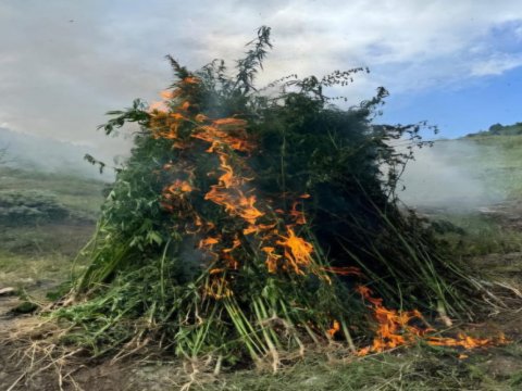 Ağdamda 5 ton çətənə kolu yndırıldı