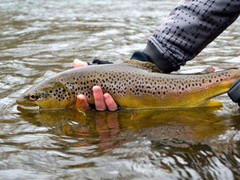 Diplomatlar Həkəri çayına balıq buraxdılar