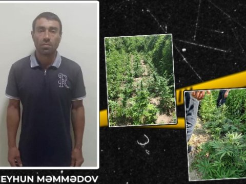 Həyətində çətənə kolu yetişdirən şəxs tutuldu&nbsp;- VİDEO