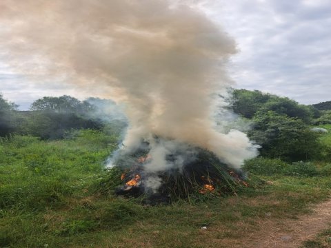 Zabuxda 1 ton narkotik bitki məhv edildi