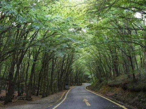 Türkiyənin 47 vilayətində meşə massivlərinə girişə qadağa qoyuldu