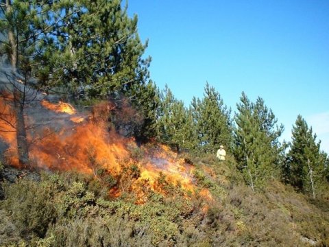 Şabranda dağlıq-meşəlik ərazidəki yanğın məhdudlaşdırıldı - VİDEO