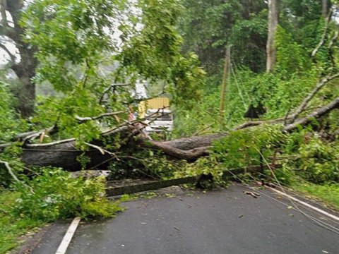 Bakıda güclü külək iki ağacı aşırdı