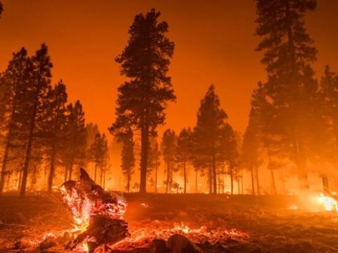 Kaliforniyada meşə yanğınları