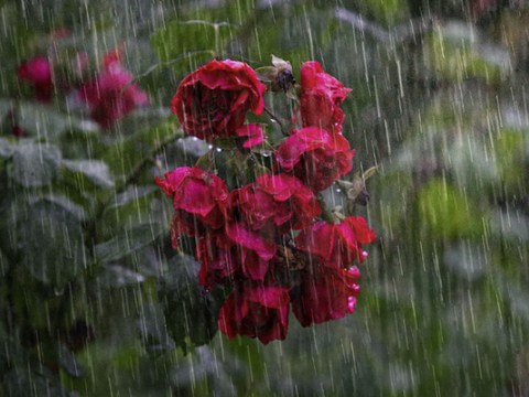 Yağış yağacaq, dolu düşəcək - SABAHIN HAVASI