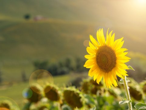 Günəbaxan əkini 4 dəfə artıb