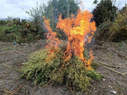 Zəngilanda 1 ton çətənə bitkisi məhv edildi