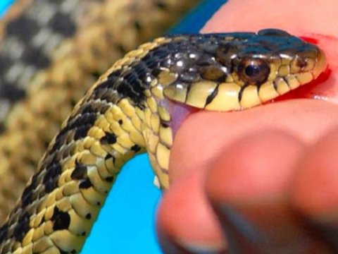 17 nəfəri ilan sancıb