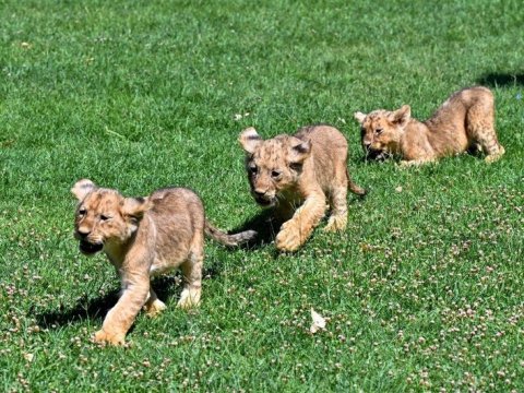 Ərdoğanın şirləri üçün ad axtarılır