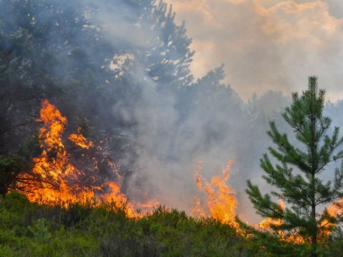 Cəlilabadda dağlıq ərazidə yanğın məhdudlaşdırıldı - YENİLƏNİB