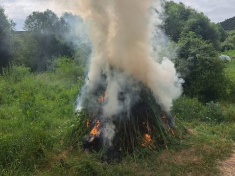2 tondan çox çətənə kolu məhv edildi