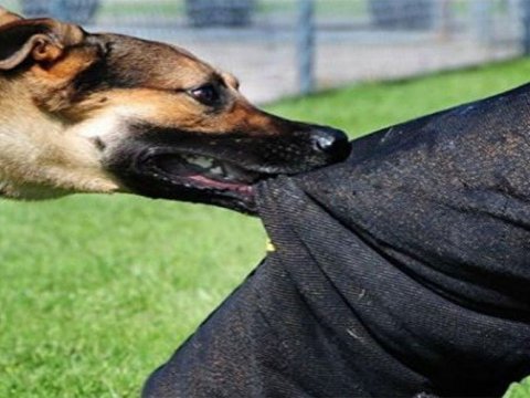 Azərbaycanda 22 mindən çox şəxsi heyvan dişləyib