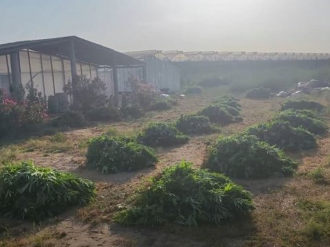 Bakıda xüsusi əməliyyat -&nbsp;881 kiloqram çətənə kolu aşkarlandı