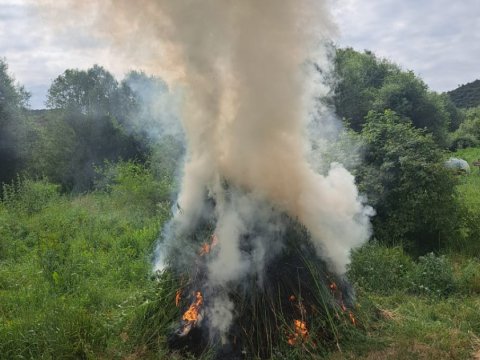 Füzulidə 3 tondan çox çətənə kolu məhv edildi