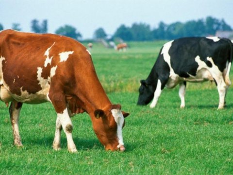 Azərbaycanda mal-qara sürətlə azalır -&nbsp;heyvandarlıq&nbsp;təhlükədə!