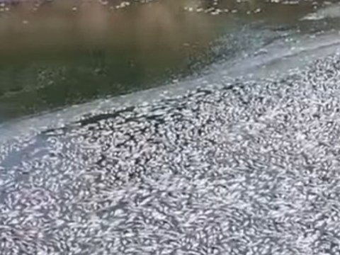 Balıqların kütləvi ölümünün ilkin səbəbi açıqlandı