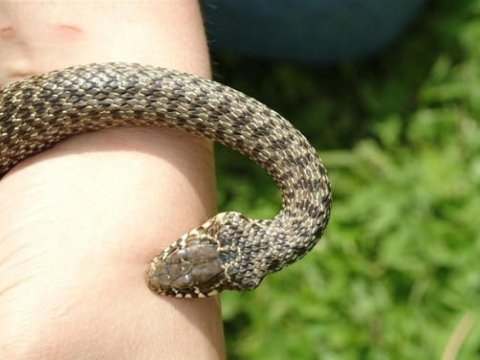 Goranboyda yaşlı qadını&nbsp;ilan sancdı