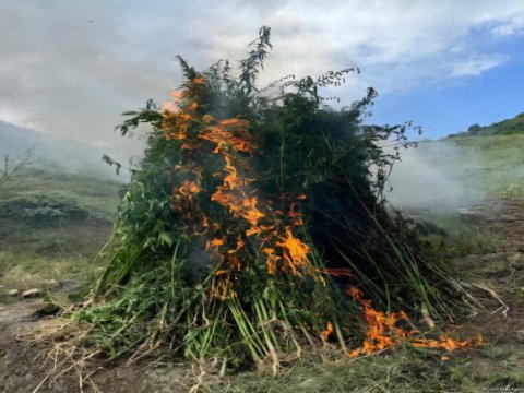 Ötən gün 23 ton çətənə kolu yandırılıb
