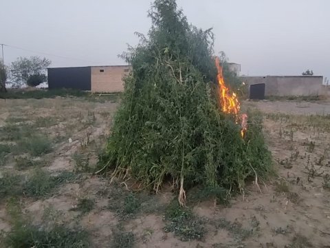 15 tondan artıq çətənə bitkisi yandırıldı