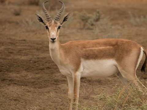 Neftçalada &ldquo;Qırmızı kitab&rdquo;a düşən ceyranı bişirib YEDİLƏR