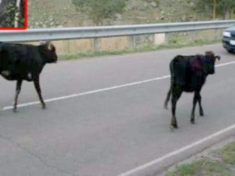 Yük maşını mal-qaraya çırpıldı