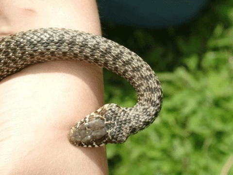 Mərkəzi Nəbatat Bağında azyaşlını İLAN SANCDI