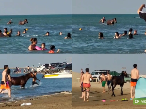 Atları çimərliyə salan şəxs məsuliyyətə cəlb edildi