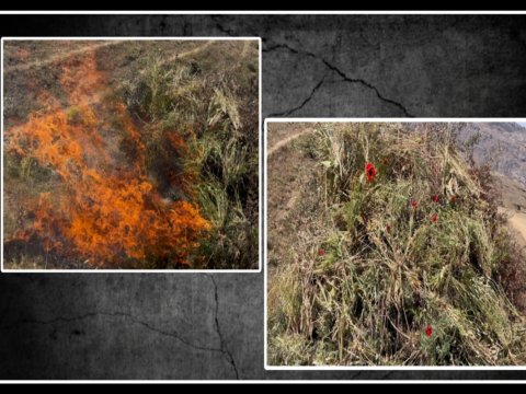 Lerikdə 5 ton narkotik bitki məhv edildi