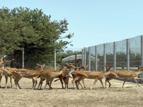 Bakıda obyektdə heyvanların qanunsuz saxlanılması aşkarlandı - FOTO